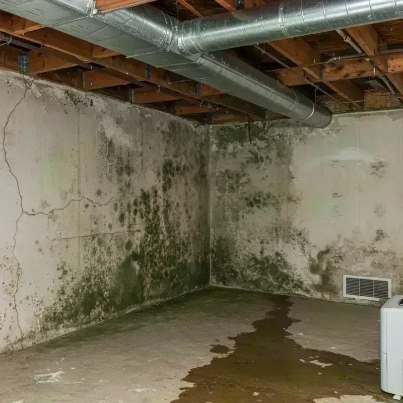 Professional Mold Removal in Vail, CO